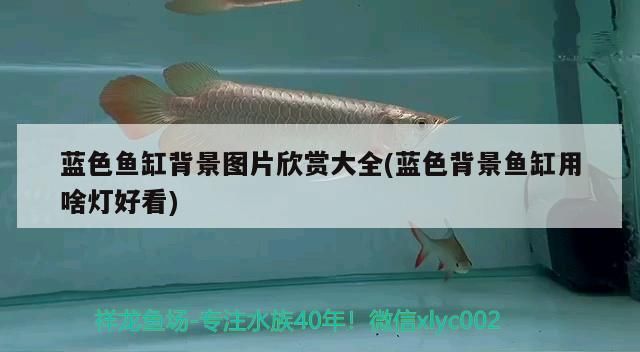 魚缸用增氧泵價格是多少:魚缸增氧機-xtrac增氧機-xtrac增氧機 藍色魚缸背景圖片欣賞大全(藍色背景魚缸用啥燈好看) 觀賞魚百科 藍色魚缸背景圖片欣賞大全(藍色背景魚缸用啥燈好看) 藍色魚缸背景圖片欣賞大全(藍色背景魚缸用啥燈好看) 觀賞魚百科