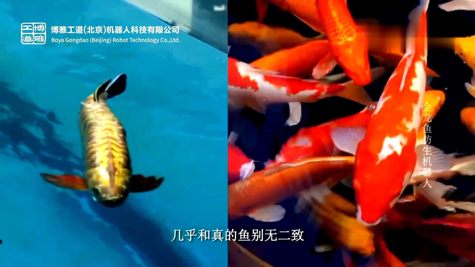 金龍魚仿生機器人在哪些場景有應用