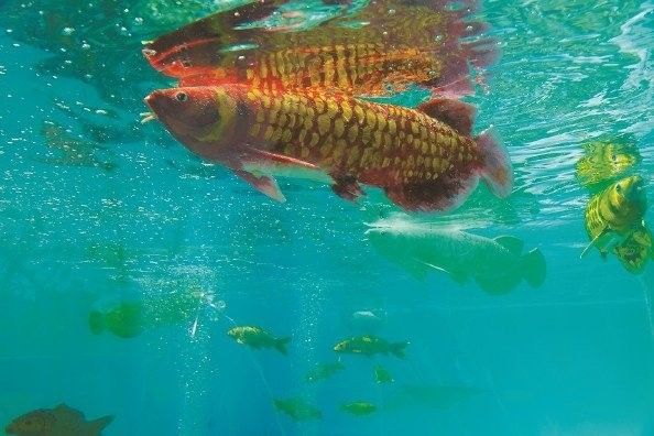 金龍魚仿生機器人在哪些場景有應用