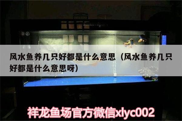 風水魚養幾只好都是什么意思（風水魚養幾只好都是什么意思呀）