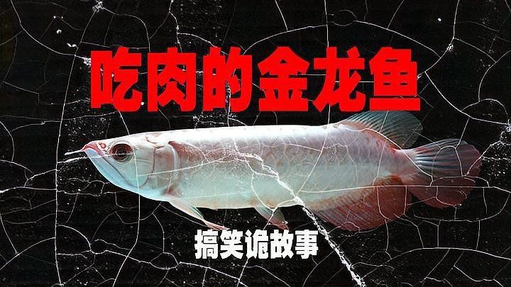 如何減少金龍魚和巴西亞的打斗？