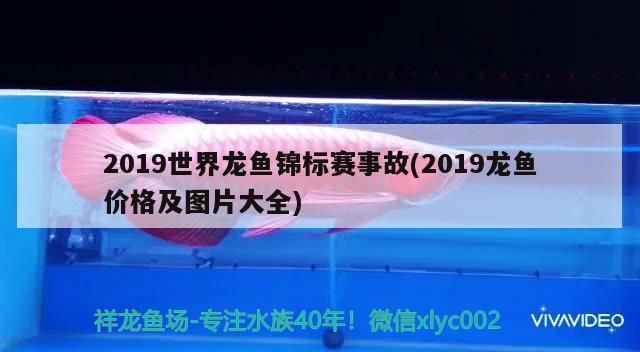 2019世界龍魚錦標(biāo)賽事故(2019龍魚價(jià)格及圖片大全) 2019世界龍魚錦標(biāo)賽事故(2019龍魚價(jià)格及圖片大全) 觀賞魚百科 第1張