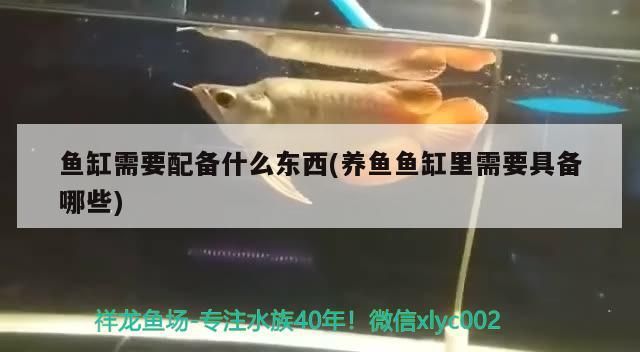 魚缸需要配備什么東西(養魚魚缸里需要具備哪些) 魚缸需要配備什么東西(養魚魚缸里需要具備哪些) 觀賞魚百科