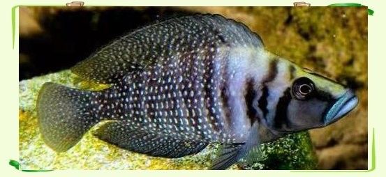 還有哪些深海魚類的發光器官（深海魚類的發光器官）