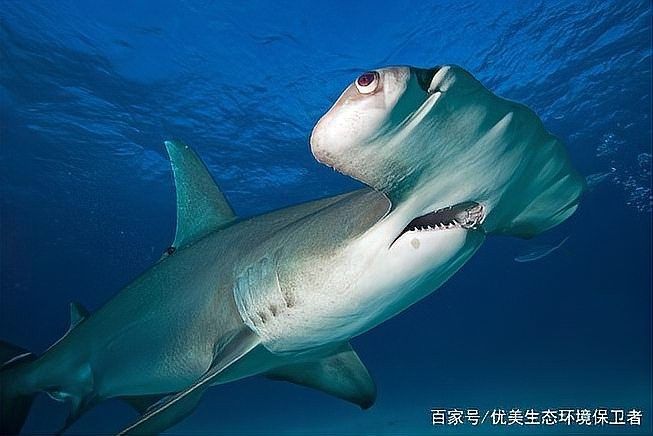 還有哪些深海魚類的發光器官（深海魚類的發光器官）