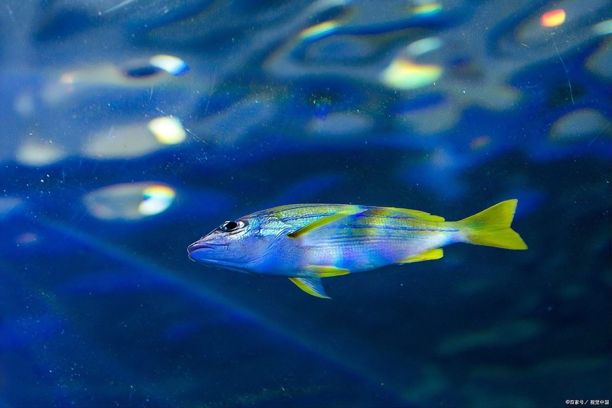 還有哪些深海魚類的發光器官（深海魚類的發光器官）