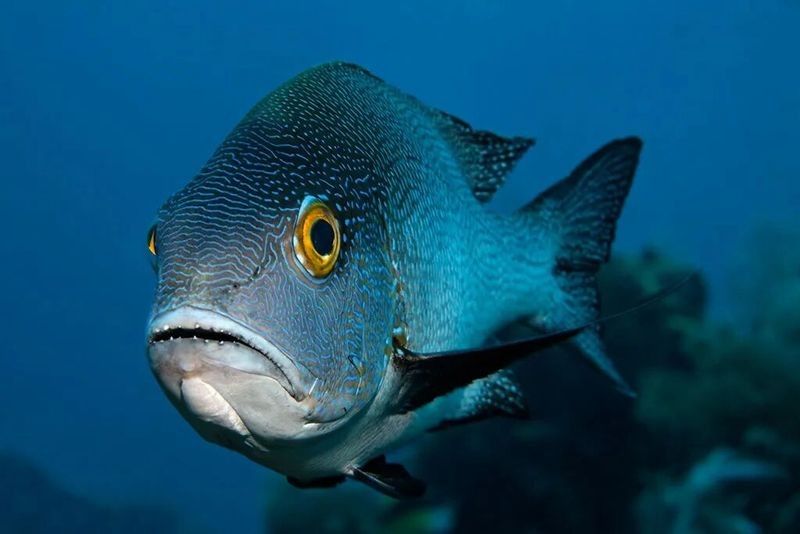 還有哪些深海魚類的發光器官（深海魚類的發光器官）