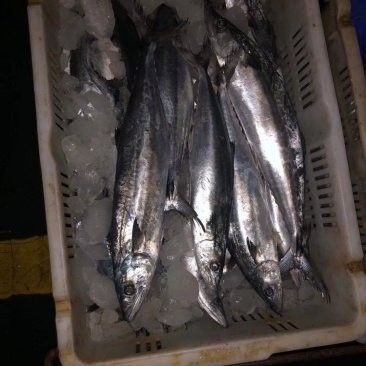 福州馬尾名成海峽有哪些海鮮批發？ 福州馬尾名成海峽有哪些海鮮批發？ 龍魚百科 第5張