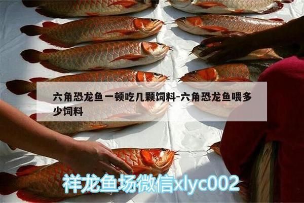 六角恐龍魚(yú)喂多少飼料合適：六角恐龍魚(yú)喂食頻率和數(shù)量應(yīng)根據(jù)其生長(zhǎng)階段調(diào)整喂養(yǎng)頻率與方法
