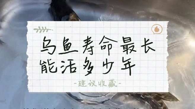 黑魚在魚缸中的壽命有多長（黑魚到底能長到多大揭秘釣魚人必知的“黑魚王”之謎） 黑魚在魚缸中的壽命有多長（黑魚到底能長到多大揭秘釣魚人必知的“黑魚王”之謎） 龍魚百科 第1張