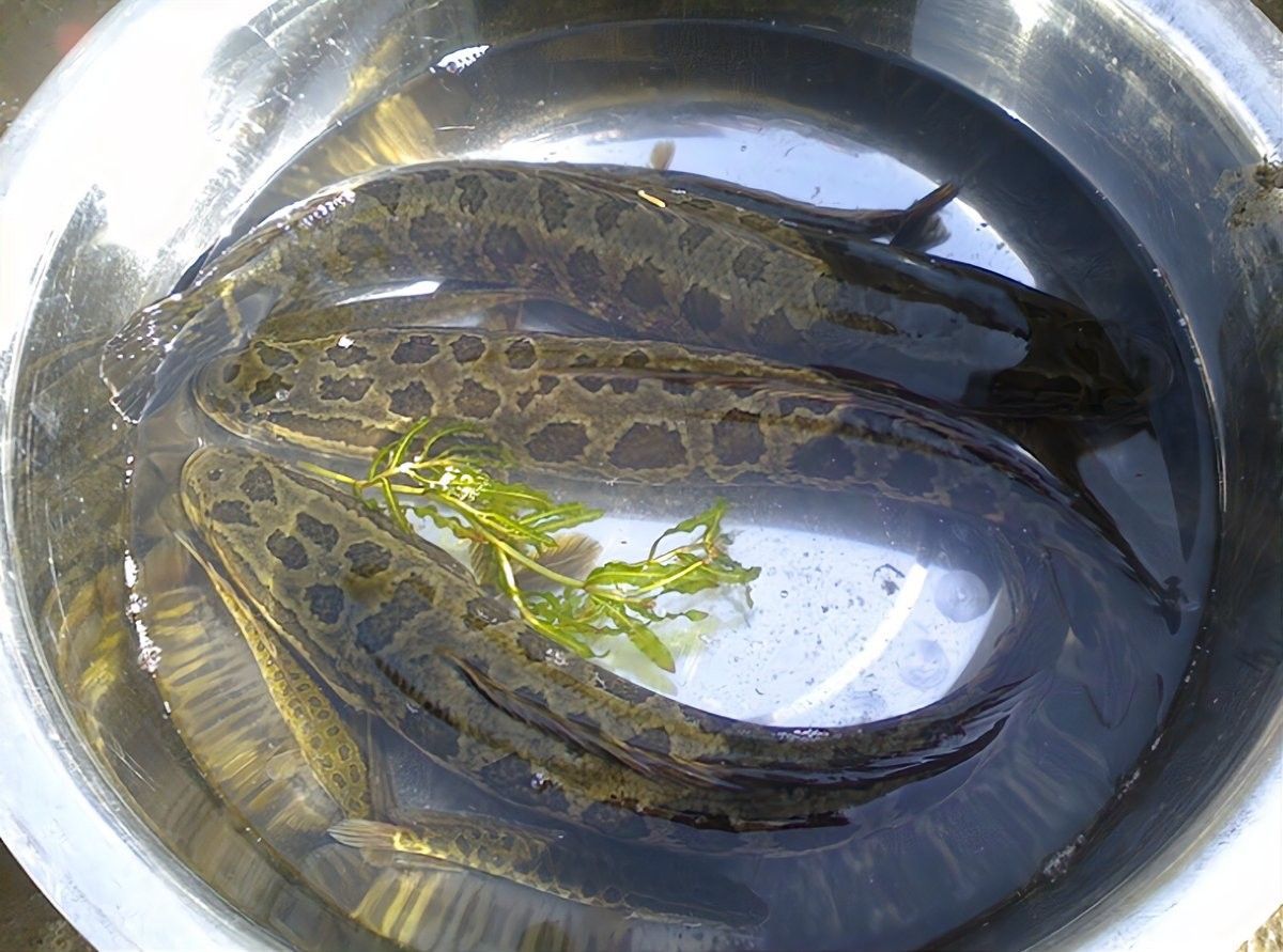 黑魚在魚缸中的壽命有多長（黑魚到底能長到多大揭秘釣魚人必知的“黑魚王”之謎） 黑魚在魚缸中的壽命有多長（黑魚到底能長到多大揭秘釣魚人必知的“黑魚王”之謎） 龍魚百科 第4張