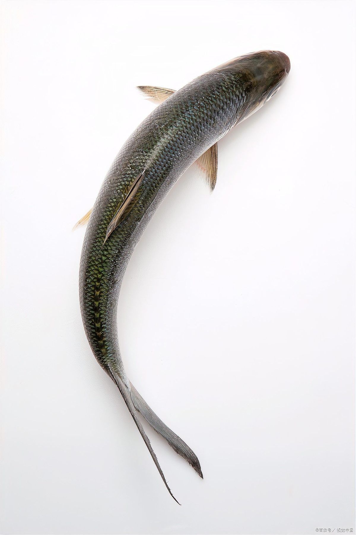 黑魚在魚缸中的壽命有多長（黑魚到底能長到多大揭秘釣魚人必知的“黑魚王”之謎） 黑魚在魚缸中的壽命有多長（黑魚到底能長到多大揭秘釣魚人必知的“黑魚王”之謎） 龍魚百科 第5張