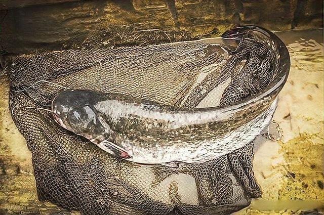 黑魚在魚缸中的壽命有多長（黑魚到底能長到多大揭秘釣魚人必知的“黑魚王”之謎） 黑魚在魚缸中的壽命有多長（黑魚到底能長到多大揭秘釣魚人必知的“黑魚王”之謎） 龍魚百科 第3張