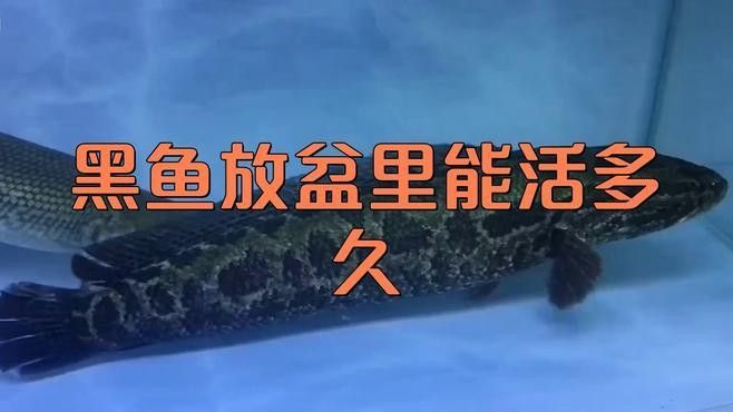 黑魚在魚缸中的壽命有多長（黑魚到底能長到多大揭秘釣魚人必知的“黑魚王”之謎） 黑魚在魚缸中的壽命有多長（黑魚到底能長到多大揭秘釣魚人必知的“黑魚王”之謎） 龍魚百科 第2張
