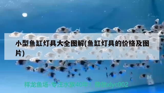 小型魚缸燈具大全圖解(魚缸燈具的價(jià)格及圖片)（小型魚缸燈具大全圖解） 小型魚缸燈具大全圖解(魚缸燈具的價(jià)格及圖片)（小型魚缸燈具大全圖解） 觀賞魚百科