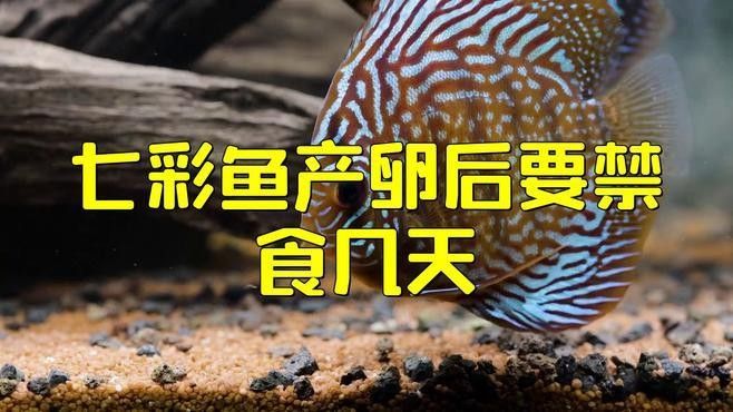 七彩雷龍魚(yú)繁殖后如何護(hù)理？
