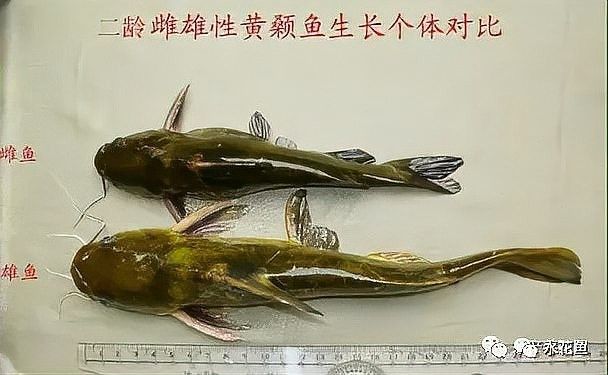 能詳細說說幼魚階段的特點嗎