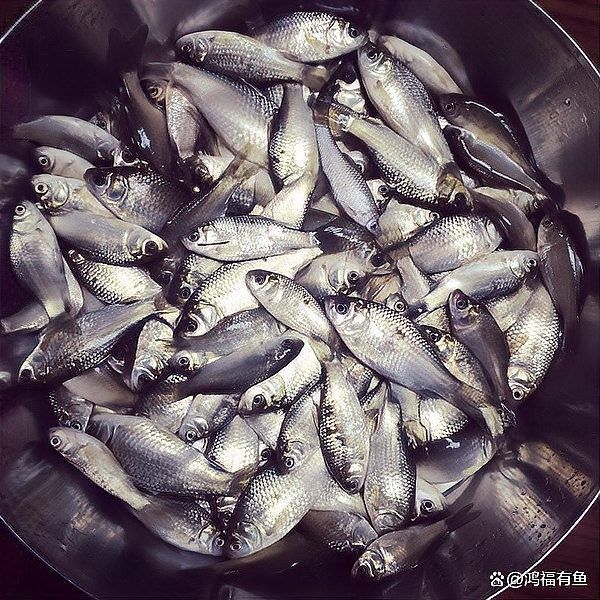 能詳細說說幼魚階段的特點嗎