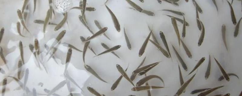能詳細說說幼魚階段的特點嗎