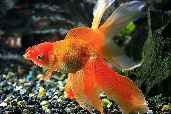 能詳細說說幼魚階段的特點嗎