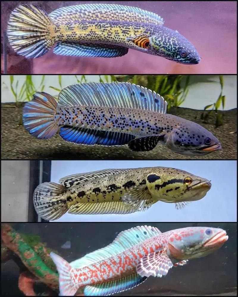 哪種雷龍魚繁殖難度最低? 龍魚百科 第6張 哪種雷龍魚繁殖難度最低? 哪種雷龍魚繁殖難度最低? 龍魚百科 第6張