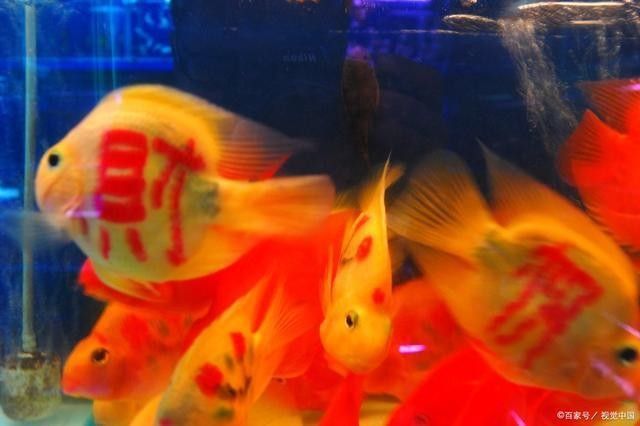 六角龍魚需要多大的魚缸？（六角龍魚怎么養(yǎng)飼養(yǎng)注意事項(xiàng)六角龍魚怎么養(yǎng)） 六角龍魚需要多大的魚缸？（六角龍魚怎么養(yǎng)飼養(yǎng)注意事項(xiàng)六角龍魚怎么養(yǎng)） 龍魚百科 第5張