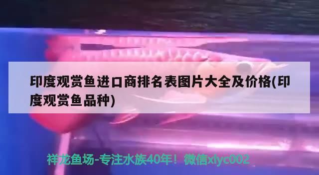 印度觀賞魚進口商排名表圖片大全及價格(印度觀賞魚品種)