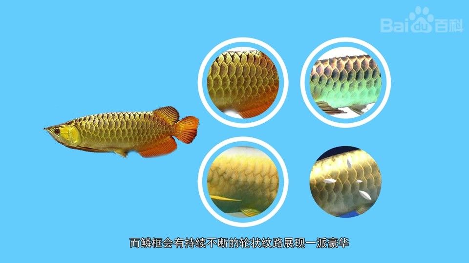 如何判斷古典藍過背金龍魚是否懷孕