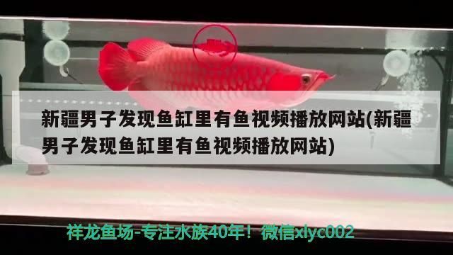 <strong><mark>新疆</mark></strong>男子發(fā)現(xiàn)魚(yú)缸里有魚(yú)視頻播放網(wǎng)站(<strong><mark>新疆</mark></strong>男子發(fā)現(xiàn)魚(yú)缸里有魚(yú)視頻播放網(wǎng)站)