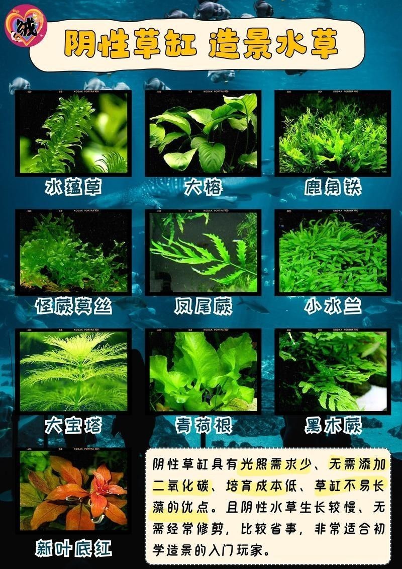 龍魚缸造景需要哪些水草