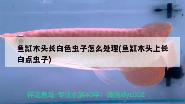 魚缸木頭長白色蟲子怎么處理(魚缸木頭上長白點蟲子)
