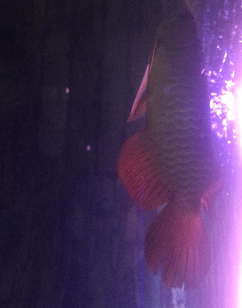 我的魚兒我的累淚（我的魚兒我的累淚，本文探討了作者與魚缸中的深厚情感聯系）