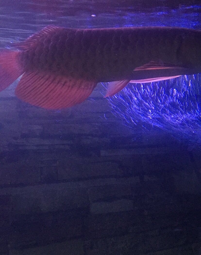 我的魚兒我的累淚（我的魚兒我的累淚，本文探討了作者與魚缸中的深厚情感聯系）