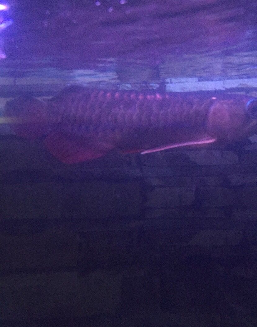 我的魚兒我的累淚（我的魚兒我的累淚，本文探討了作者與魚缸中的深厚情感聯系）