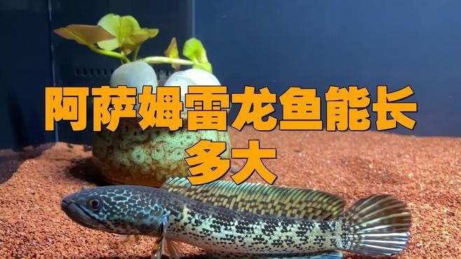 七彩雷龍和阿薩姆雷龍混養(yǎng)需要多大的魚缸？（七彩雷龍和阿薩姆雷龍混養(yǎng)的注意事項(xiàng)） 七彩雷龍和阿薩姆雷龍混養(yǎng)需要多大的魚缸？（七彩雷龍和阿薩姆雷龍混養(yǎng)的注意事項(xiàng)） 龍魚百科 第2張