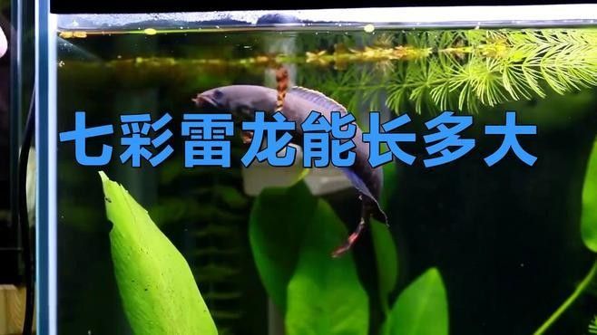 七彩雷龍和阿薩姆雷龍混養(yǎng)需要多大的魚缸？（七彩雷龍和阿薩姆雷龍混養(yǎng)的注意事項(xiàng)） 七彩雷龍和阿薩姆雷龍混養(yǎng)需要多大的魚缸？（七彩雷龍和阿薩姆雷龍混養(yǎng)的注意事項(xiàng)） 龍魚百科 第1張