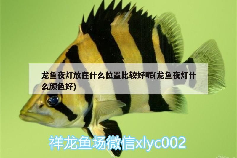 龍魚夜燈放在什么位置比較好呢(龍魚夜燈什么顏色好)