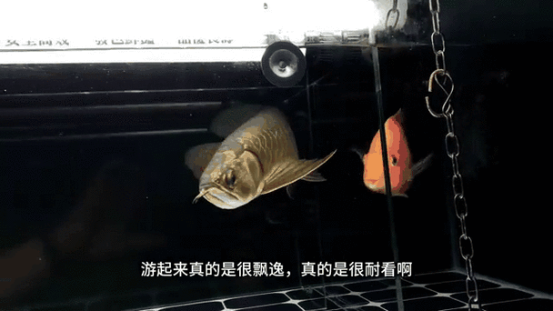 黑金剛過(guò)背金龍有哪些品種（觀賞魚(yú)世界金龍最好的三個(gè)品種曉糖糖~）