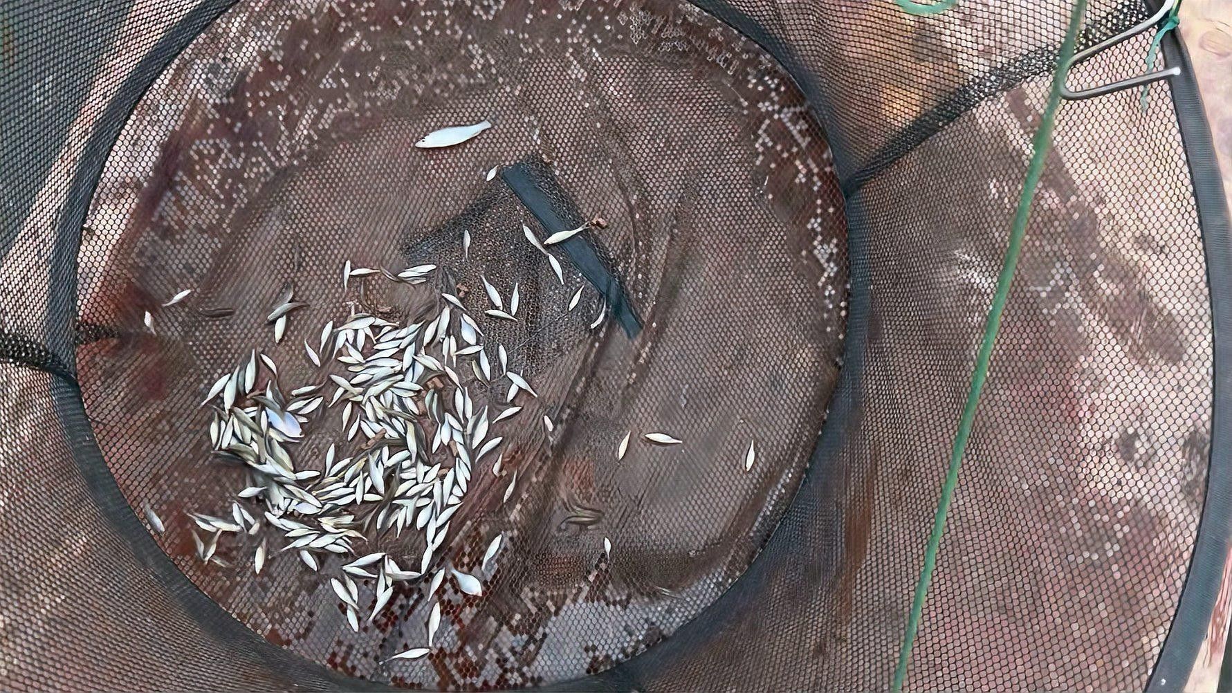 黑魚養殖成本有哪些 黑魚養殖成本有哪些 龍魚百科 第2張