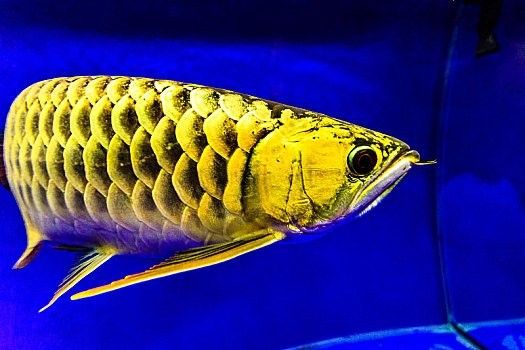 龍魚高清圖片素材下載（魚高清圖片素材下載） 龍魚高清圖片素材下載（魚高清圖片素材下載） 龍魚百科 第1張