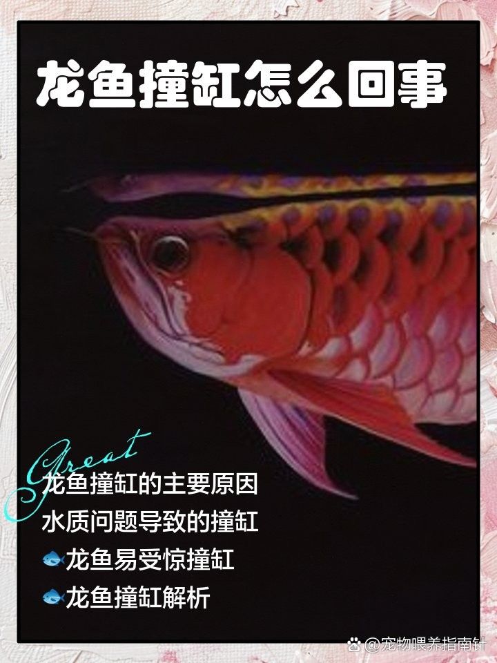 推薦幾家口碑好的龍魚批發商，北京龍魚批發商哪家好