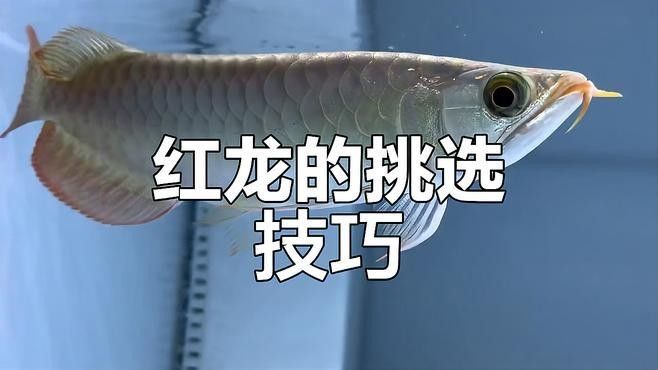如何判斷純血紅龍魚的質量？（如何挑選一條優質的純血紅龍魚） 如何判斷純血紅龍魚的質量？（如何挑選一條優質的純血紅龍魚） 龍魚百科 第6張
