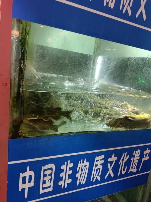 江孜哪個水族館龍魚好？祥龍魚場龍魚（江孜祥龍魚場的龍魚）