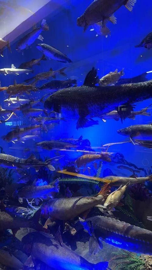 江孜哪個水族館龍魚好？祥龍魚場龍魚（江孜祥龍魚場的龍魚）