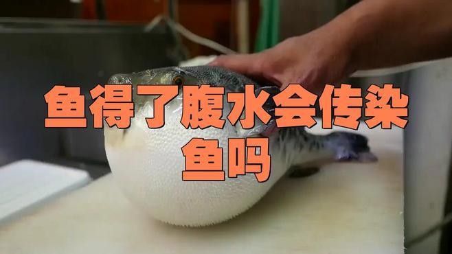 金龍魚腹水病會(huì)傳染嗎？