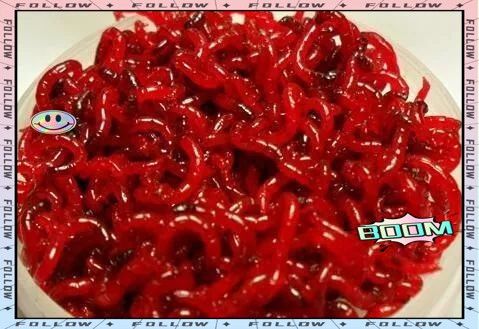 紅蟲作為主食有哪些缺點？（紅蟲作為一天能抓“紅蟲”100多斤!） 紅蟲作為主食有哪些缺點？（紅蟲作為一天能抓“紅蟲”100多斤!） 龍魚百科 第2張