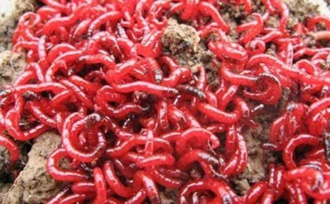 紅蟲作為主食有哪些缺點？（紅蟲作為一天能抓“紅蟲”100多斤!） 紅蟲作為主食有哪些缺點？（紅蟲作為一天能抓“紅蟲”100多斤!） 龍魚百科 第4張