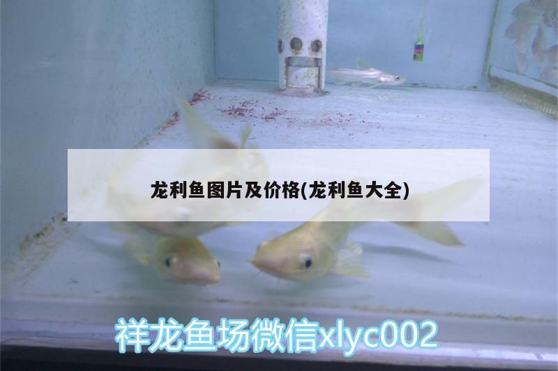 龍利魚(yú)圖片及價(jià)格(龍利魚(yú)大全)（龍利魚(yú)和龍利魚(yú)圖片及價(jià)格一斤50元1斤）