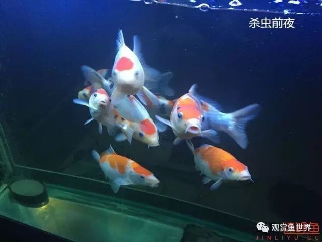 金龍魚張嘴如何治療（龍魚張嘴呼吸咋回事）