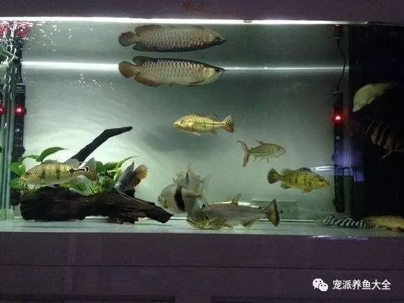 金龍魚張嘴如何治療（龍魚張嘴呼吸咋回事）